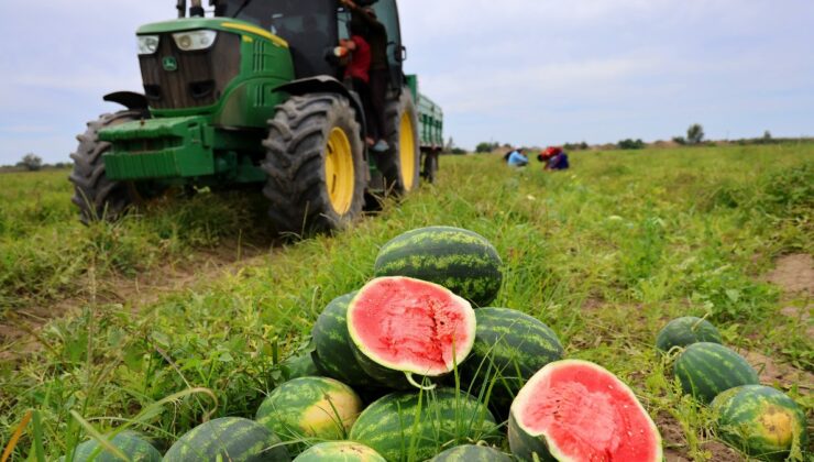 Adana karpuzunda hasat yaklaşıyor: Kilosu 10 liradan alıcı bulacak