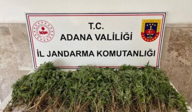 Adana’da 712 kök Hint keneviri ele geçirildi