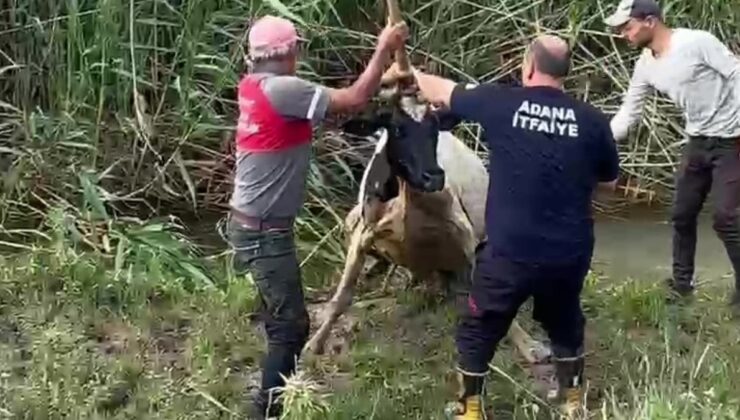 Adana’da bataklığa saplanan inek vinçle kurtarıldı