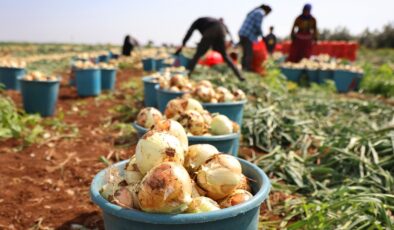 Adana’da tarlada soğan fiyatı 7-8 liraya kadar düştü