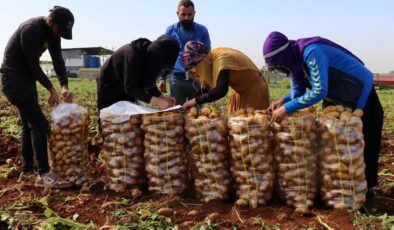 Adana’da turfanda patateste hasat başladı