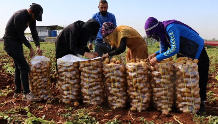 Adana’da turfanda patateste hasat başladı
