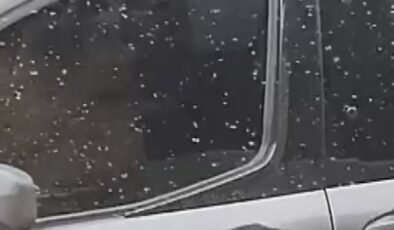 Adana’da yükselen sıcaklıklarla birlikte sinekler de arttı