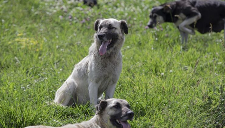 Adıyaman’da başıboş köpek çocuğa saldırdı