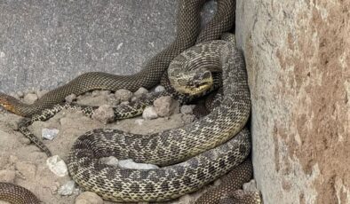 Ankara’da toprak kazarken 2,5 metrelik yılanla karşılaştı