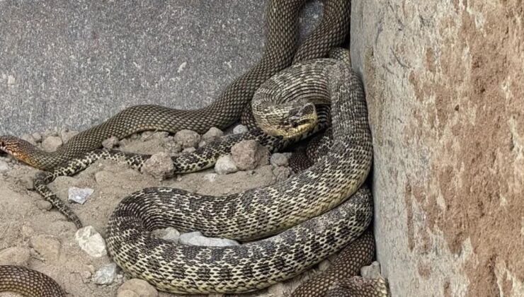 Ankara’da toprak kazarken 2,5 metrelik yılanla karşılaştı