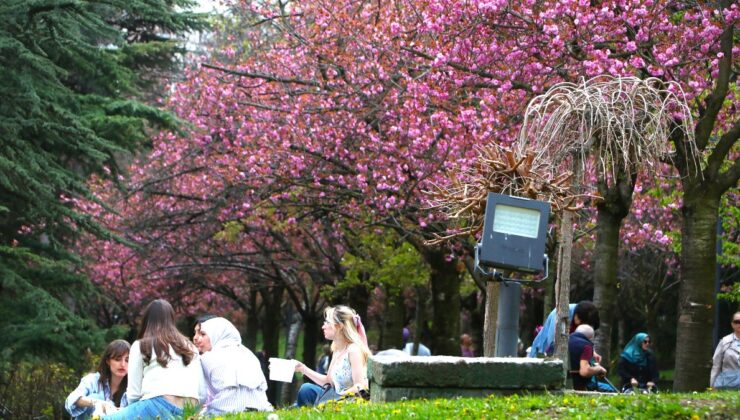 Ankara’nın Dikmen Vadisi’nde sakuralar, seyrine doyulmaz bir manzara sundu