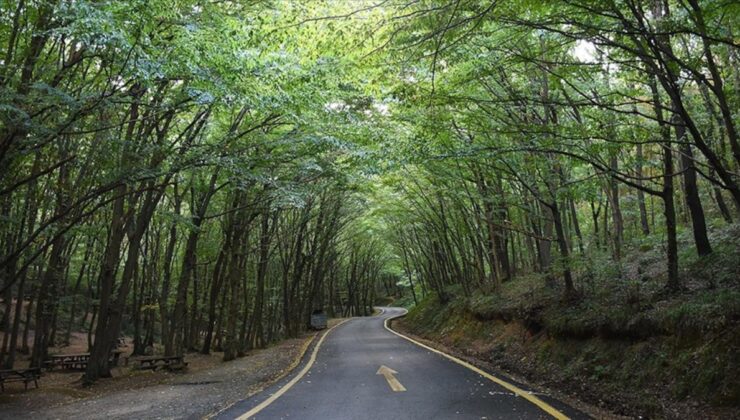 Antalya’da 1 Mayıs’ta ormanlara giriş yasağı başlıyor