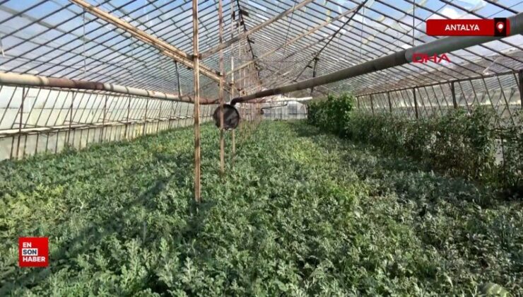 Antalya’da 10 dakika süren dolu yağışı Serik’teki seralara zarar verdi