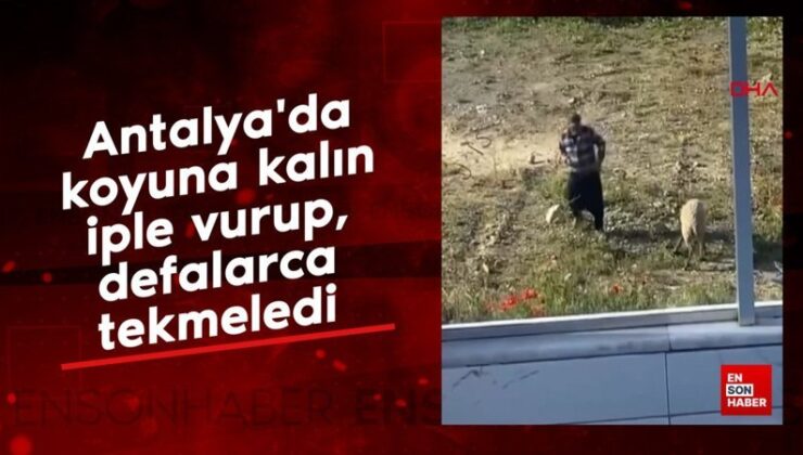 Antalya’da koyuna kalın iple vurup, tekraren tekmeledi