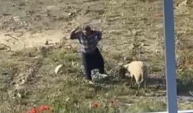 Antalya’da koyuna kalın iple vurup tekraren tekmeleyen şahıs tutuklandı