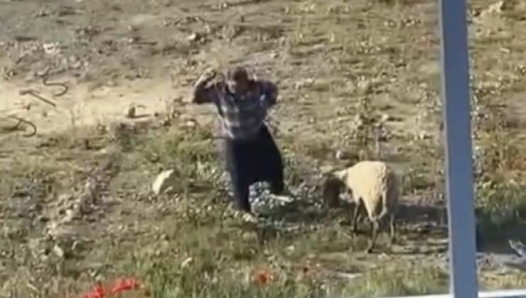 Antalya’da koyuna kalın iple vurup tekraren tekmeleyen şahıs tutuklandı