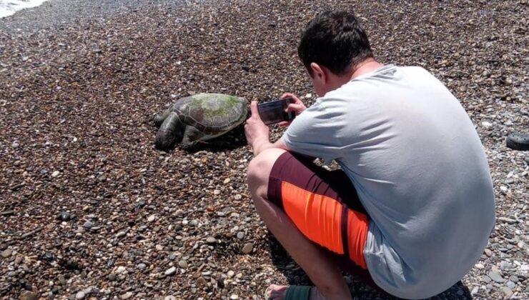 Antalya’da ölü caretta caretta sahile vurdu