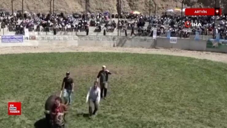 Artvin’de 500 kilogramlık boğa bakıcısını hastanelik etti