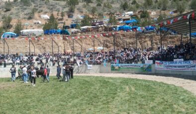 Artvin’de 500 kilogramlık boğa bakıcısını hastanelik etti