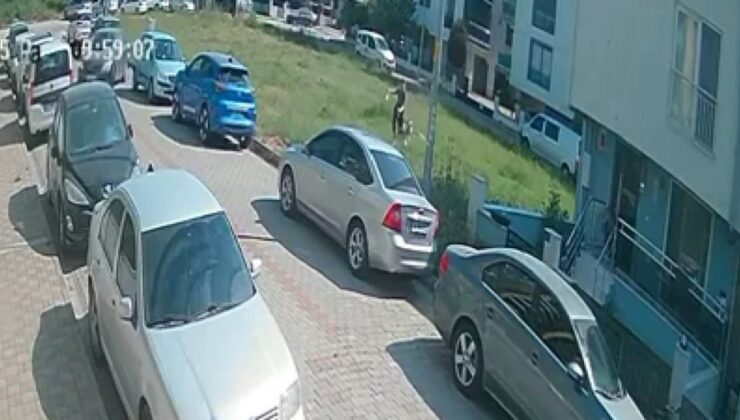 Aydın’da başıboş köpek tehlikesi: Mahalle sakinleri kaygılı