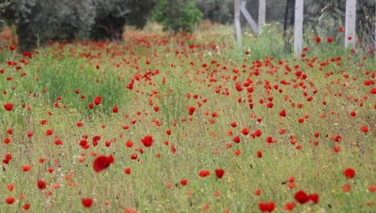 Aydın’da gelinciklerin görsel şöleni
