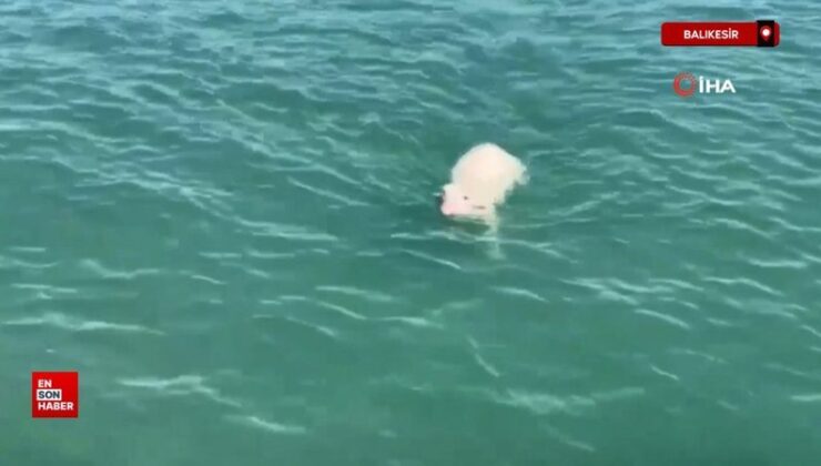 Balıkesir’de denizde sürüklenen kuzuyu Sahil Güvenlik kurtardı