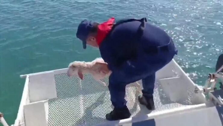 Balıkesir’de denizde sürüklenen kuzuyu Sahil Güvenlik kurtardı