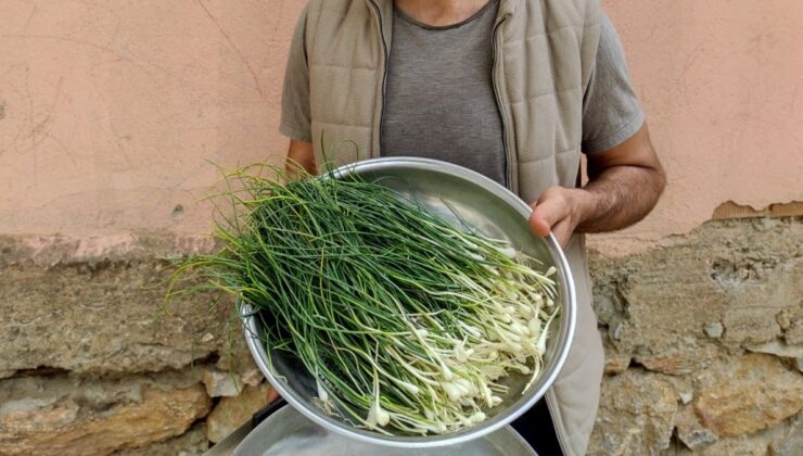 Batman’da dağdan toplanıyor, kilosu 10 bin TL’ye satılıyor