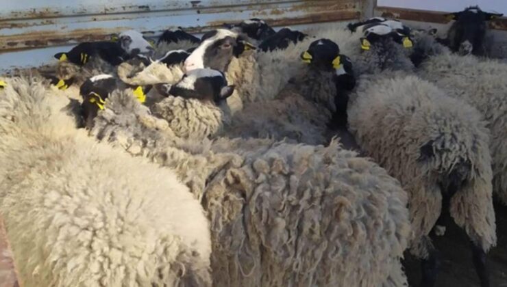 Bilecik’te hayvan dolandırıcılığı