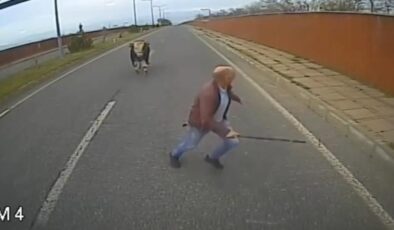 Bingöl’de boğadan kaçan şoför: Baktım boğa niyeti bozmuş, ben de kaçtım