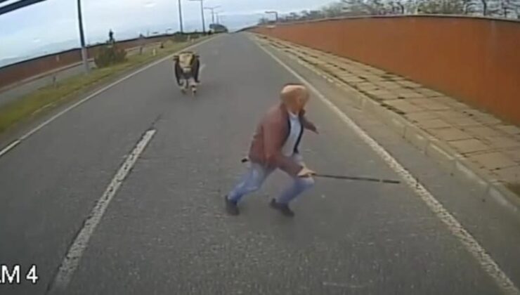 Bingöl’de boğadan kaçan şoför: Baktım boğa niyeti bozmuş, ben de kaçtım