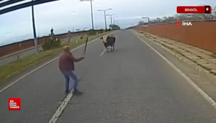 Bingöl’de boğanın kovaladığı şoför: Erkekliğin yüzde 90’ı kaçmaktır