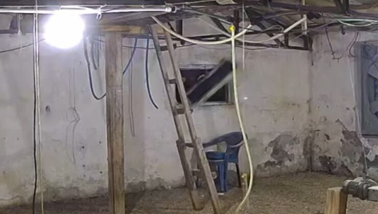 Bolu’da aç kalan ayı kümese girmeye çalıştı