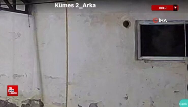 Bolu’da kümese girmeye çalışan ayı