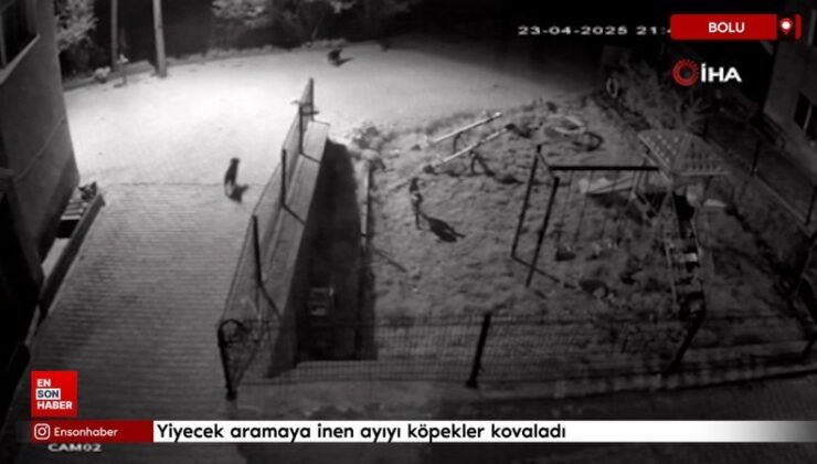 Bolu’da yiyecek aramaya inen ayıyı köpekler kovaladı