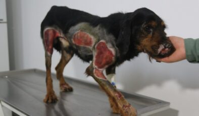 Burdur’da araç arkasında sürüklenen 2 köpek ağır yaralandı