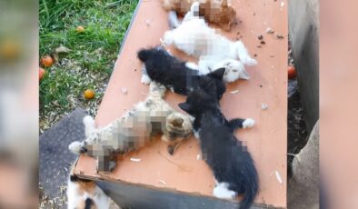 Bursa’da 8 yavru kedi kesici aletle katledildi