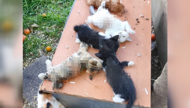 Bursa’da 8 yavru kedi kesici aletle katledildi