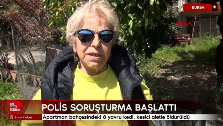 Bursa’da apartman bahçesindeki 8 yavru kedi, kesici aletle öldürüldü