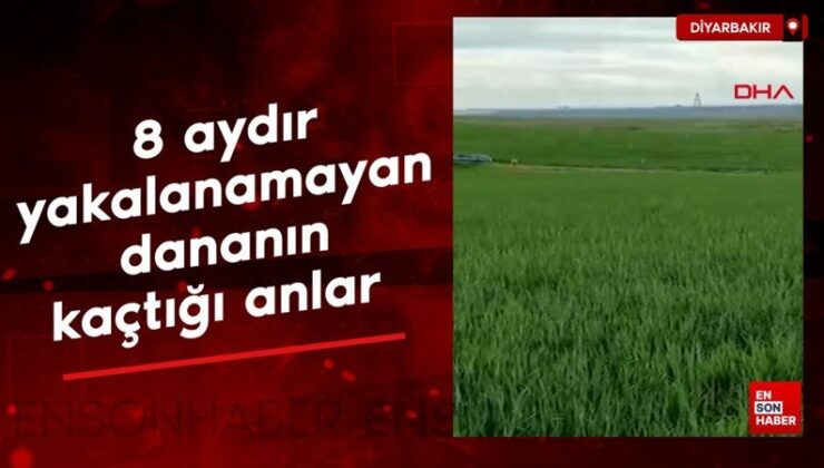 Diyarbakır’da, 8 aydır yakalanamayan dananın kaçtığı anlar