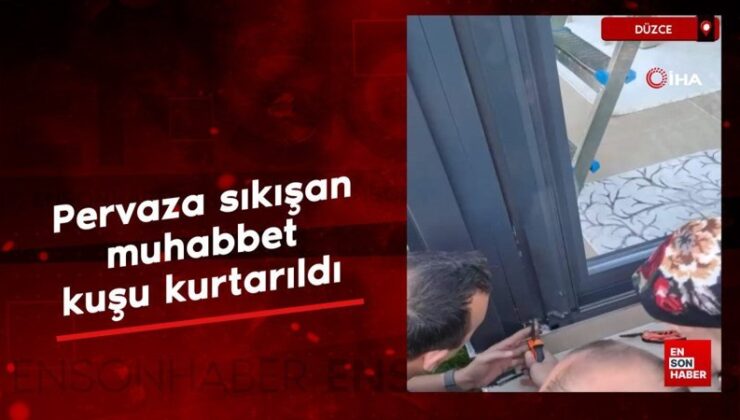 Düzce’de pervaza sıkışan muhabbet kuşu kurtarıldı