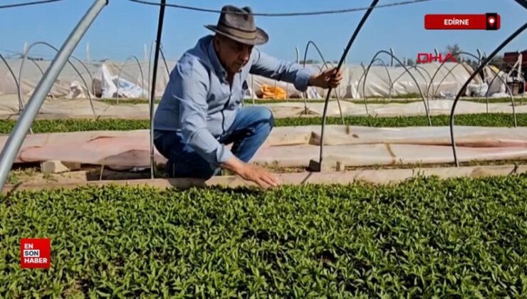 Edirne’de Karaağaç acı biberi üreticisi, fidesini yetiştirip maliyeti azalttı