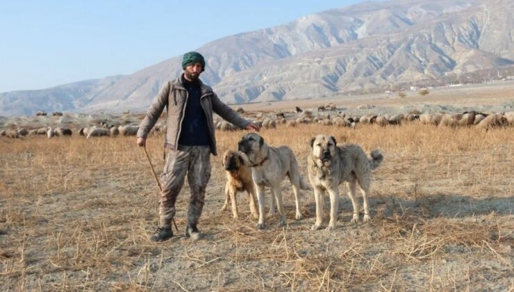 Erzincan’da 100 bin lira maaşla çoban bulamayan besici kaygısını valiye anlattı