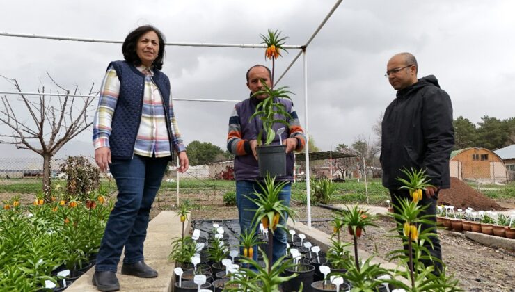 Erzincan’da Britanyalı bilim insanları ters laleleri inceledi