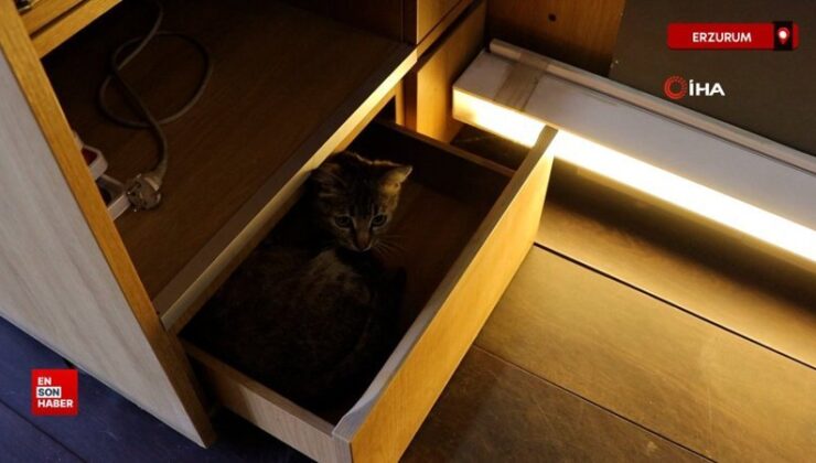 Erzurum’da anne kedi yavrusunu çekmecede doğurdu