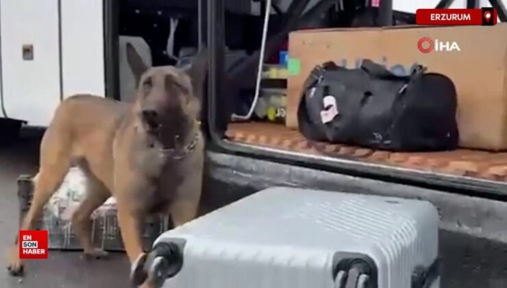 Erzurum’da narkotik madde arama köpeği Hera’dan kaçamadılar