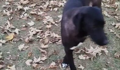 Eskişehir’de 2 çocuk sokak köpeğinin saldırısına uğradı