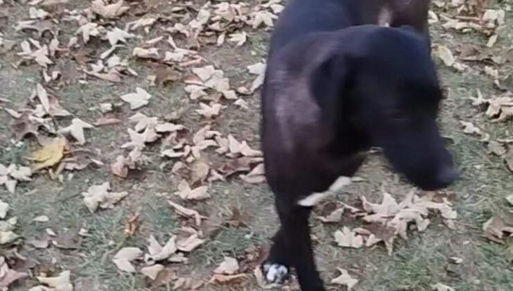 Eskişehir’de 2 çocuk sokak köpeğinin saldırısına uğradı