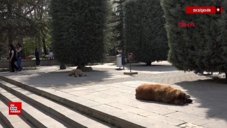 Eskişehir’de sokak köpeğinin saldırdığı 2 çocuk yaralandı