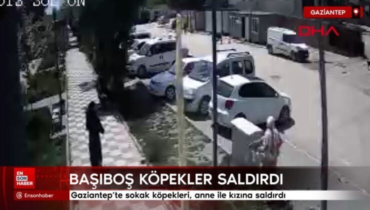 Gaziantep’te sokak köpekleri, anne ile kızına saldırdı