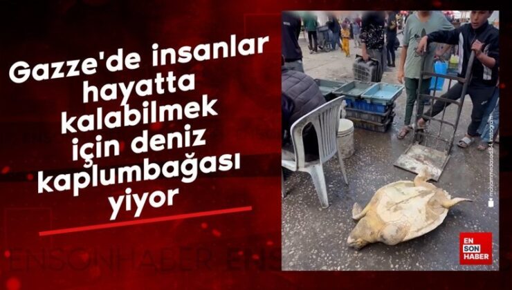 Gazze’de beşerler hayatta kalabilmek için deniz kaplumbağası yiyor