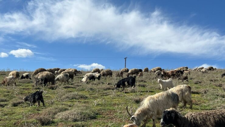 Hakkari’de besiciler yüksek maaşa rağmen çoban bulamamaktan yakındı