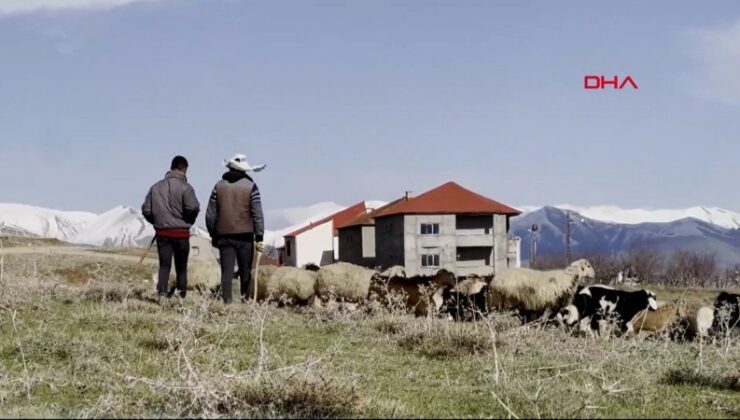 Hakkari’de çoban bulamayan köylüler, sırayla hayvanları otlatıyor