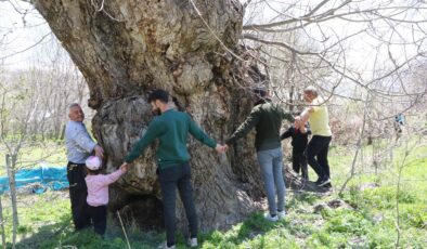 Hakkari’deki 5oo yıllık ceviz ağacının kovuğuna 12 kişi sığdı